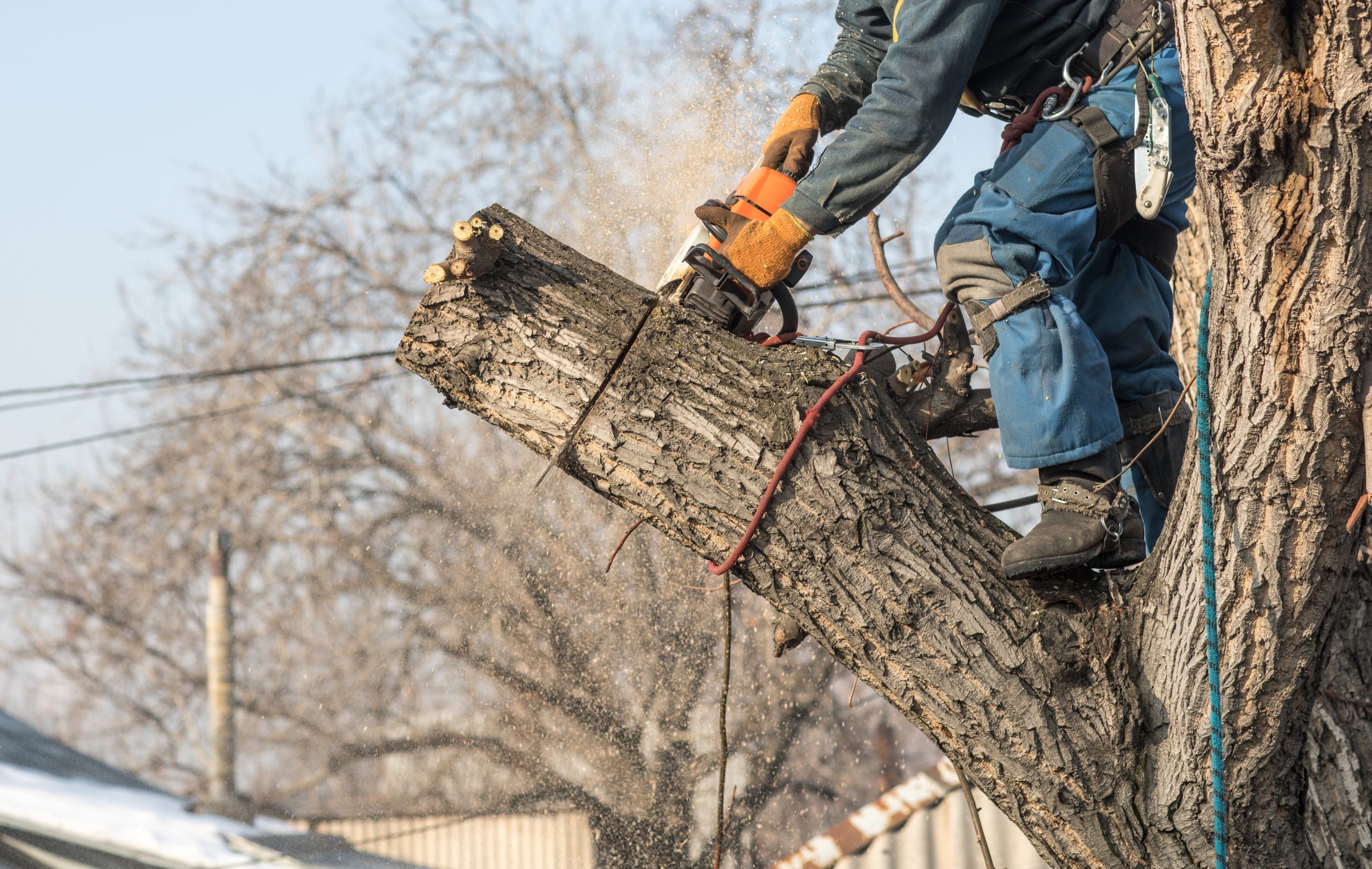 tree removal in Central Massachusetts