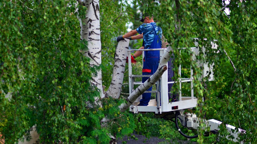 Tree Service in Central Massachusetts